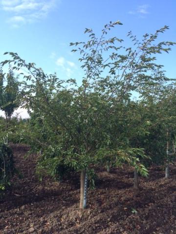 Prunus 'Accolade' | výška kmínku 200